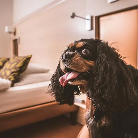 Hotel Sopron Otel Sopron